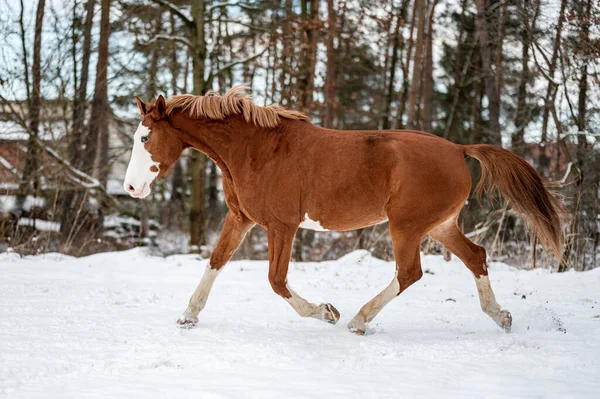 Caballo Castaño Galopante Yegua Semental Nieve Impresionante Caballo Activo Con — Foto de Stock