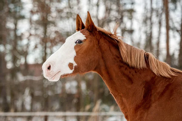 Cválající Kaštanový Kůň Hřebec Sněhu Ohromující Aktivní Kůň Dlouhou Hřívou — Stock fotografie