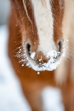 Detail of chestnut horse mare stallion in snow. Stunning active horse with long mane full of power in winter. clipart