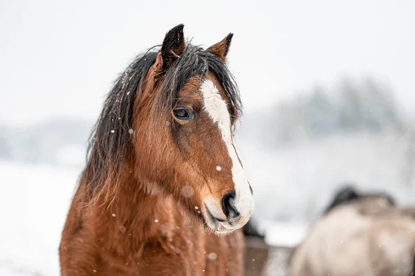 Retrato Caballo Castaño Yegua Semental Nieve Impresionante Caballo Activo Con — Foto de Stock