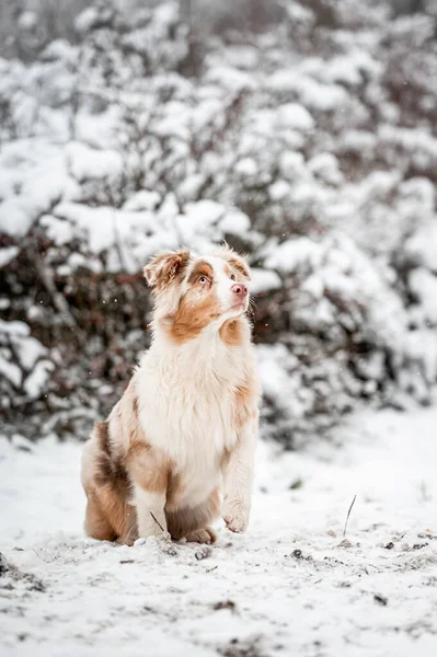Owczarek Australijski Szczeniak Śniegu Zimie Portret Psa Czerwonego Merle Szczęśliwa — Zdjęcie stockowe