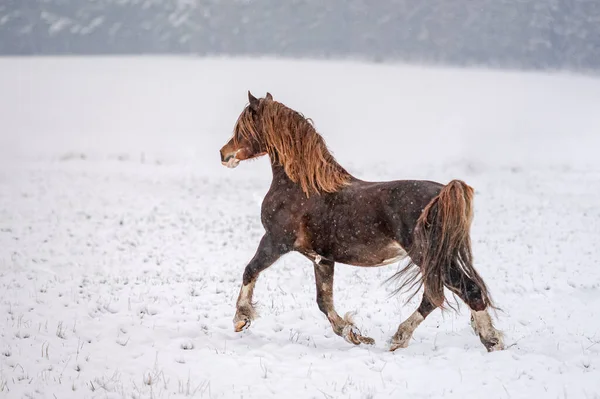 Galopando Castaño Galés Pony Cob Semental Nieve Impresionante Caballo Activo — Foto de Stock