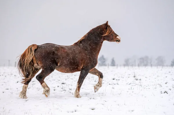 Galopando Castaño Galés Pony Cob Semental Nieve Impresionante Caballo Activo — Foto de Stock