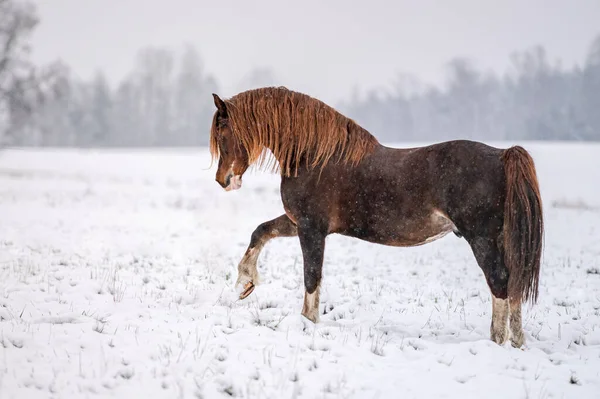 Galopando Castaño Galés Pony Cob Semental Nieve Impresionante Caballo Activo — Foto de Stock