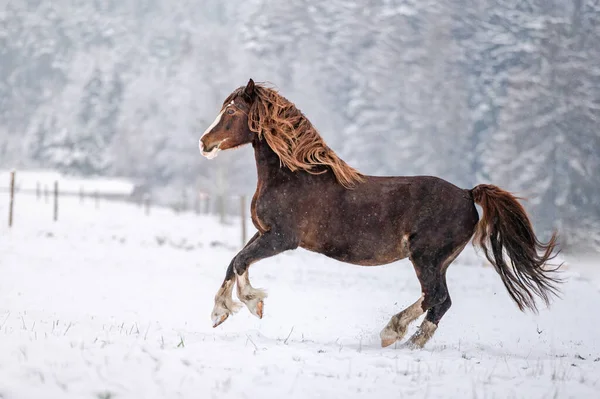 Galloping Castagno Gallese Pony Pannocchia Stallone Nella Neve Splendido Cavallo — Foto Stock