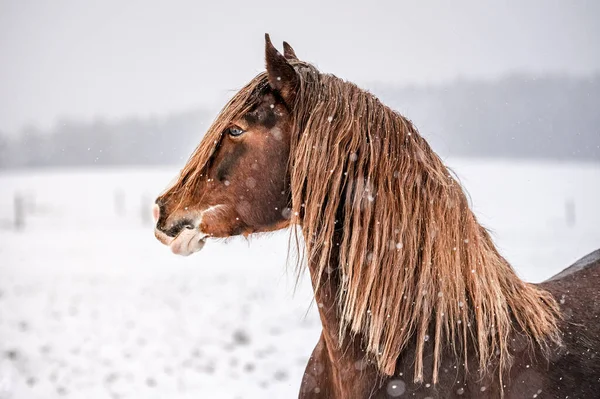 Galopando Castaño Galés Pony Cob Semental Nieve Impresionante Caballo Activo — Foto de Stock