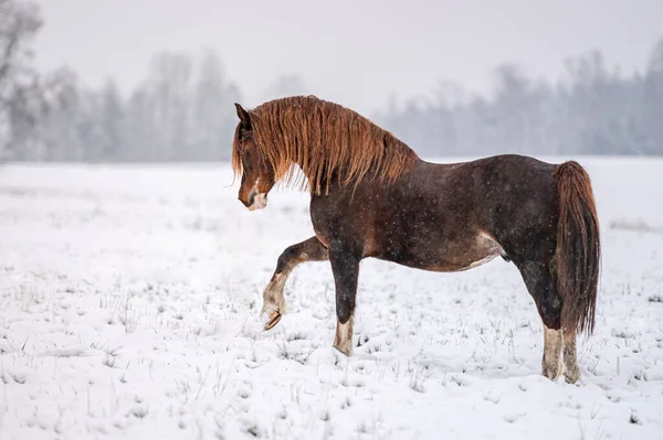 Galopando Castaño Galés Pony Cob Semental Nieve Impresionante Caballo Activo Imágenes de stock libres de derechos