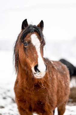 Güzel, çarpıcı bir hayvan, karlı arka planda Galli midillinin atlı kısrağı. Karda bir atın portresi.