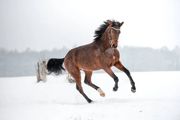 Springer bruna engelska fullblod på snö. Makt, elegans. Stockfoto