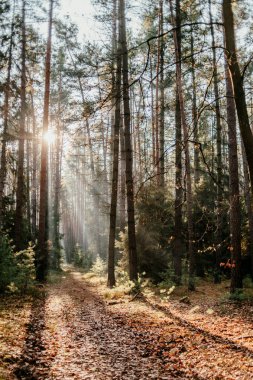 İlkbaharda Avrupa 'da ormandaki dalların arasından güneş ışıldar..