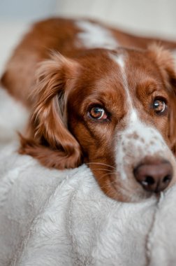 Evdeki kanepede mutlu bir köpek yatıyor. Safkan Galli springer spanyel sağlıklı köpek..