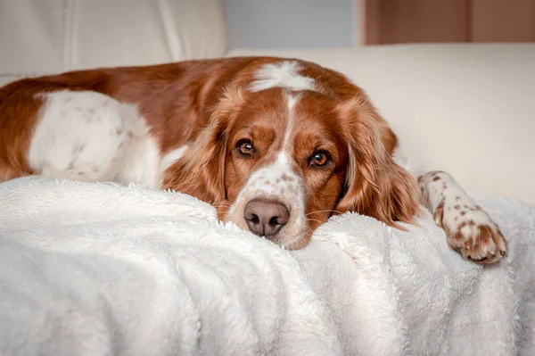 Couché chien heureux sur un canapé à la maison. Chien sain d'épagneul de printemps gallois de race pure. — Photo