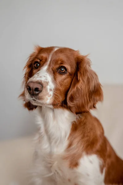 自宅のソファの上に幸せな犬を置く。純血種のウェルスプリンガースパニエル健康な犬. — ストック写真