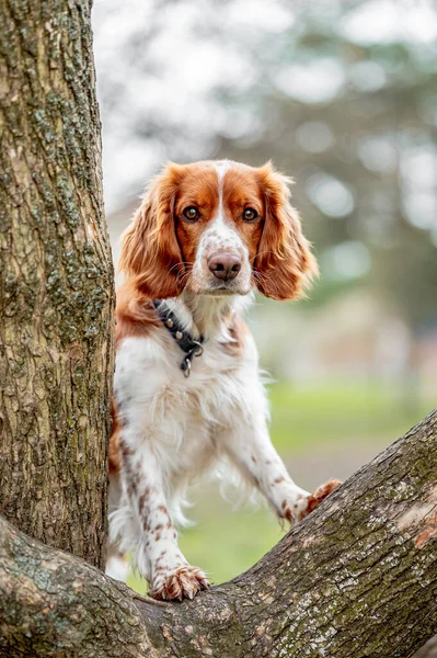 Healthy happy dog in the woods. Purebred welsh springer spaniel pedigreed looking adorable. — Stock Photo, Image