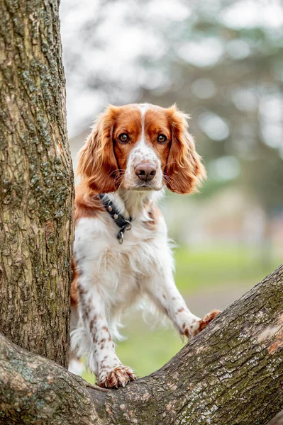 Perro feliz saludable en el bosque. Pura raza galés springer spaniel pedigreed buscando adorable. Fotos de stock libres de derechos