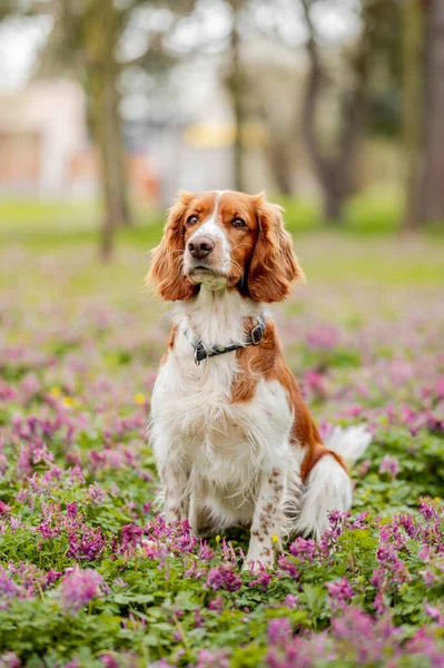 Hälsosam lycklig hund i blomsteräng under vårsäsongen. Stockfoto