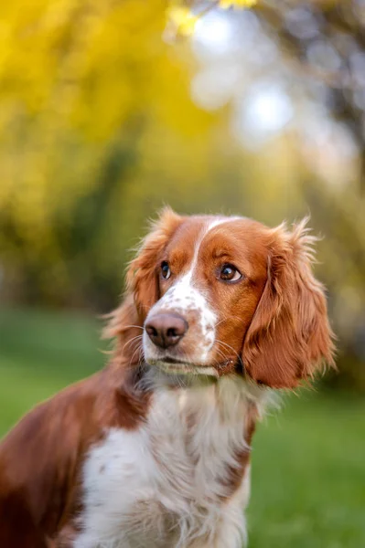 Bahar mevsiminde çiçek açan sağlıklı mutlu köpek.. — Stok fotoğraf