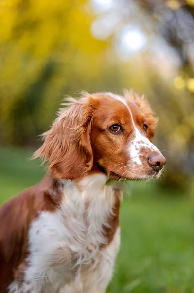 Friska glad hund i blomma forsythia på våren säsongen. — Stockfoto