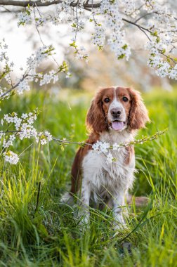 Sevimli Galli springer spaniel köpekleri baharda çiçek açan ağaçların altında ürerler..