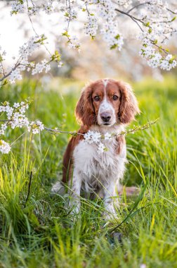 Sevimli Galli springer spaniel köpekleri baharda çiçek açan ağaçların altında ürerler..