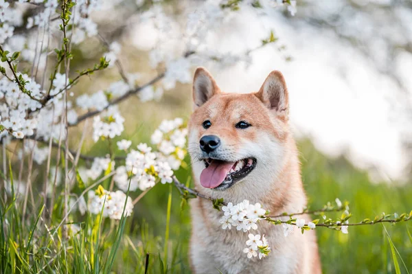 Adorable shiba inu dog breed in evening under blossoming tree flowers in the spring time. — Stock Photo, Image