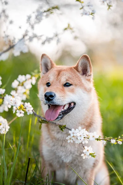 Adorable perro shiba inu crianza en la noche bajo flores de árboles en flor en el tiempo de primavera. Imágenes de stock libres de derechos