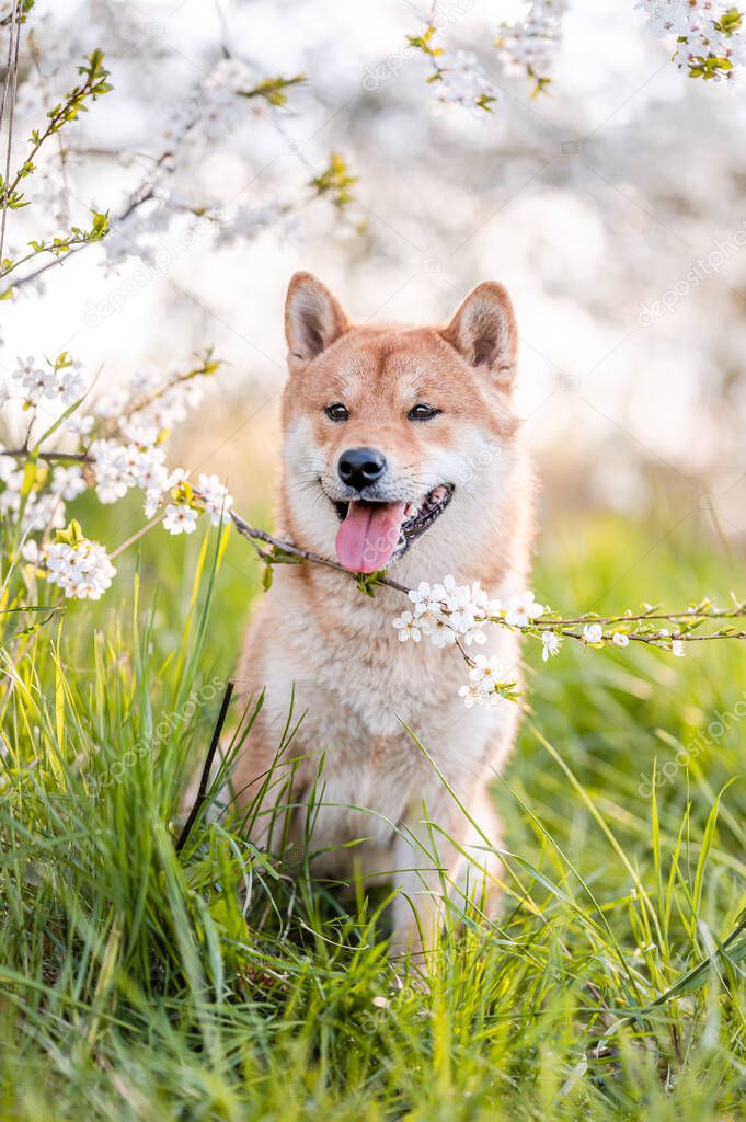 Adorable shiba inu dog breed in evening under blossoming tree flowers in the spring time.