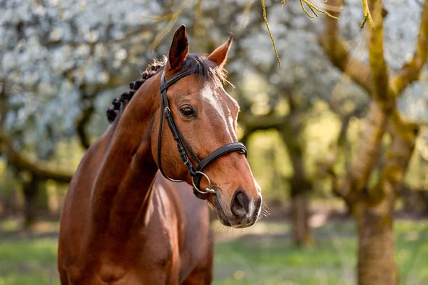 Impresionante yegua semental de caballo marrón en árboles en flor en la temporada de primavera. —  Fotos de Stock