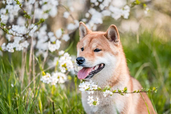 Rozkošný shiba inu pes plemeno ve večerních hodinách pod kvetoucí strom květiny na jaře. — Stock fotografie