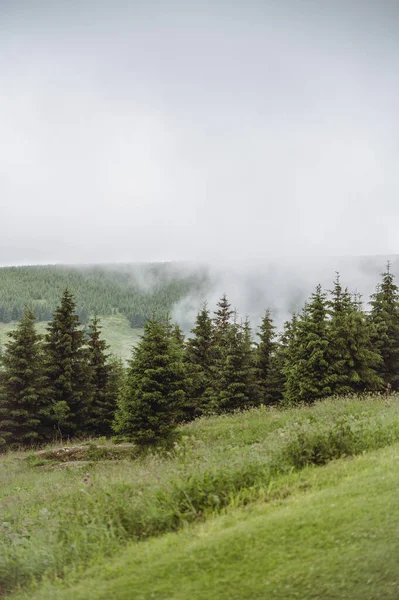 Mistyczny mglisty las w górach. Zielone drzewa i chmury. — Zdjęcie stockowe