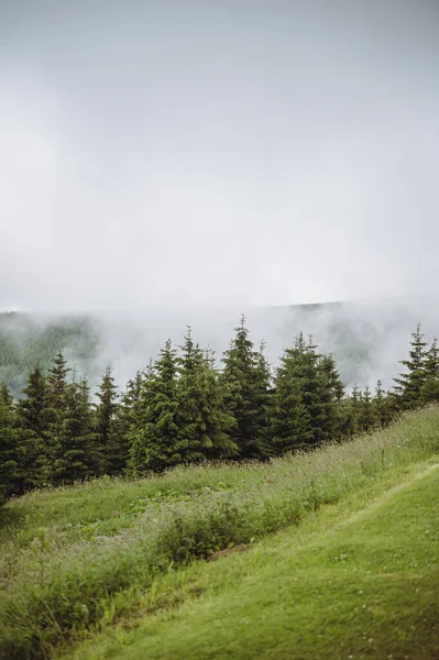 Bosque místico de niebla en las montañas. Árboles verdes y nubes. —  Fotos de Stock