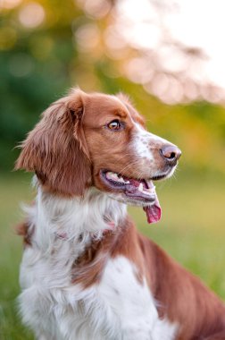 Tatlı Galler springer spaniel köpek cinsi akşam yeşil arka planda.