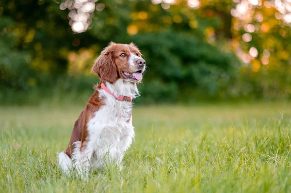 Uroczy walijski springer spaniel rasy psów wieczorem na zielonym tle. — Zdjęcie stockowe