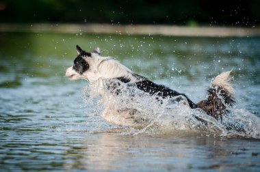 Şirin, siyah beyaz, sağlıklı ve mutlu bir köpek yazın nehir kenarında çoban köpeği yetiştirir. Suda atlayan eğlenceli bir köpek Yazın tadını çıkarıyor.