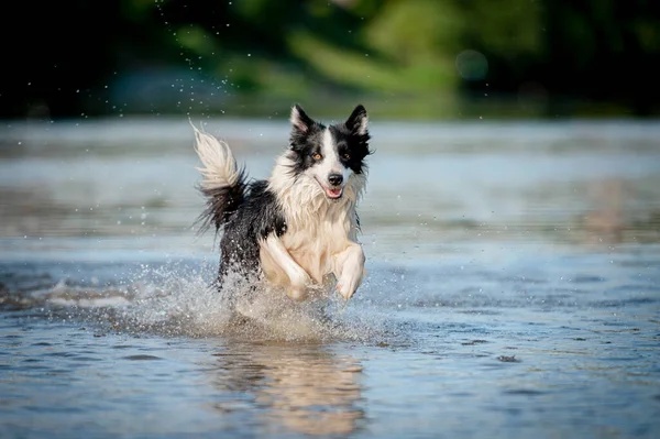 Söt svart och vitt friska och glada hund ras gränsen collie på sommaren i vatten flod. Kul att springa hoppande hund i vatten njuter av sommaren. Stockbild