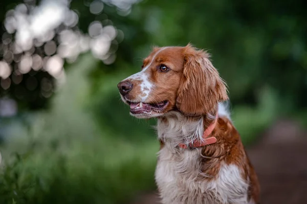 Adorable welsh springer spaniel dog breed in evening on green background. — Stock Photo, Image