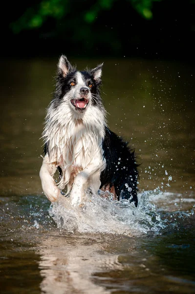 Niedliche schwarz-weiße gesunde und glückliche Hunderasse Border Collie im Sommer im Wasser Fluss. Spaß beim Laufen springender Hund im Wasser genießt den Sommer. — Stockfoto