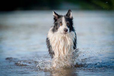 Şirin, siyah beyaz, sağlıklı ve mutlu bir köpek yazın nehir kenarında çoban köpeği yetiştirir. Suda atlayan eğlenceli bir köpek Yazın tadını çıkarıyor.