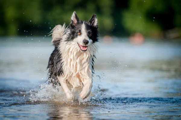 Lindo negro y blanco sano y feliz perro raza frontera collie en verano en el río de agua. Divertido perro saltador corriendo en el agua disfrutando del verano. Fotos de stock libres de derechos