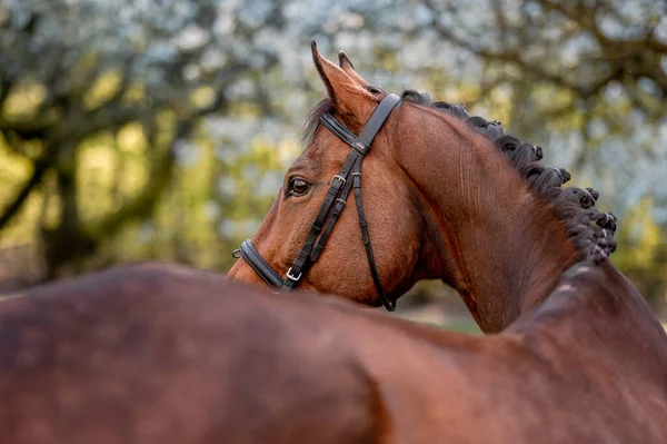 Fantastisk brun häst hingst sto i blommande träd på våren säsongen. — Stockfoto