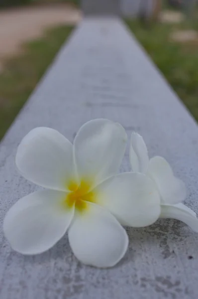 Flor de plumeria blanca —  Fotos de Stock