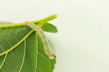  caterpillars clipart