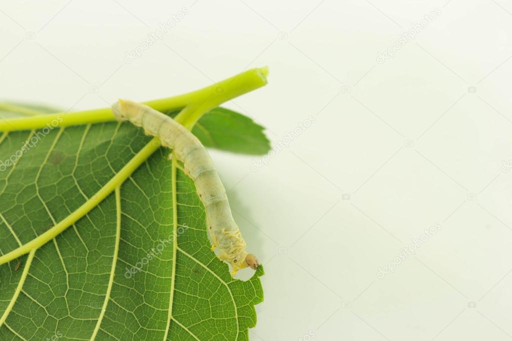  caterpillars