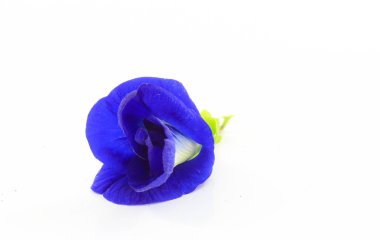  Beyaz bir arka plan üzerinde Kelebek bezelye.