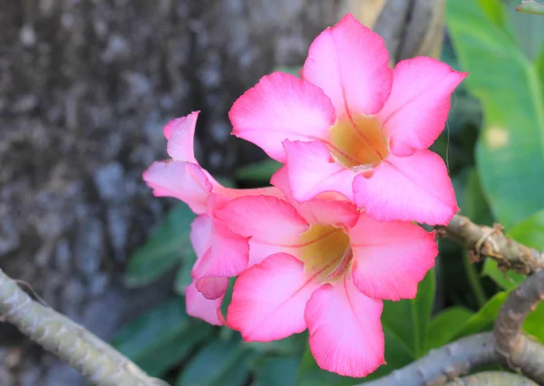 Azucena de impala — Foto de Stock