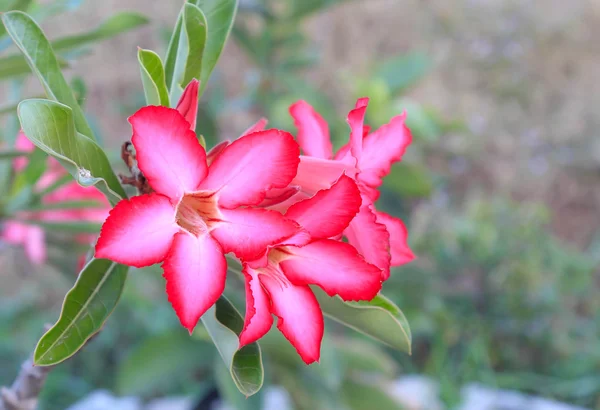 Azucena de impala —  Fotos de Stock