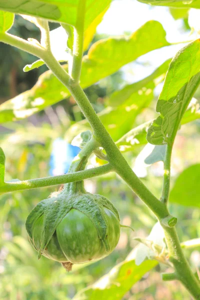 Auberginen im Garten — Stockfoto