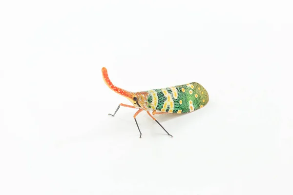 Verde alado insetos — Fotografia de Stock