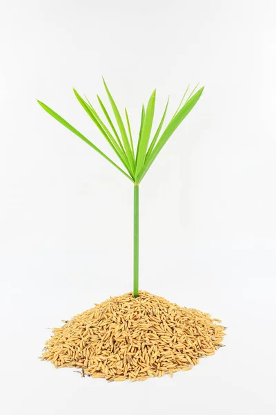 Roślin i ziarna ryżu — Zdjęcie stockowe