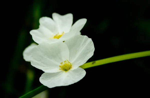 Amazon Lilie białe — Zdjęcie stockowe